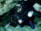 Ray Eccleston member image 