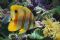 bludiver member image 