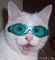 AquaCat member image 