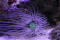 PepDiver member image 