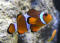 Pyrat Rum  member image 