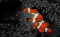 toffermac member image 
