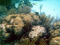 Herbdb member image 