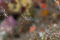 roberto66 member image 