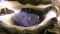 jan de vries member image 