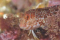 pedro perneco member image 