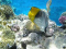 yakout hegazy member image 