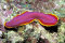 bawseahorse member image 