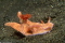 Freedomforever member image 