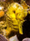 Snake member image 