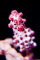 Mickle member image 