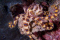 marcotaipei member image 