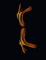 Brycelaglace member image 