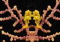 bambush member image 
