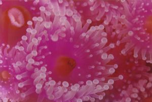 Jewel anemones. Kapiti Island New Zealand, Nikonos 2, 1:1... by David Williams 