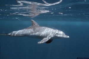 Dolphin,Red Sea, Nikon F90X ,20mm by Robin Orrow 