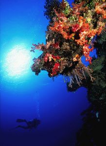 Fiji Reef  Nikon F4, 18mm, Aquatica, Ikelite strobes by Andrew Dawson 