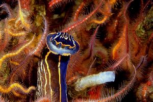 Navinax (sea slug), CA Channel Islands  Nikon F4, 105Macro by Andrew Dawson 