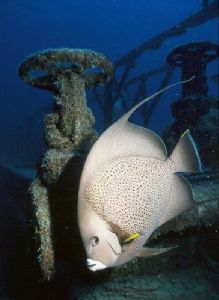 Herbie the angelfish on the wreck of the Prince Albert by george perina 