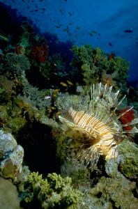 Lionfish descending - Red Sea - 17mm lens & Nikonos IV by george perina 