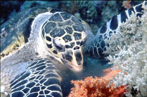 Hawksbill Turtle feeding on soft coral. (eretmochelus imb... by Peter Harris 