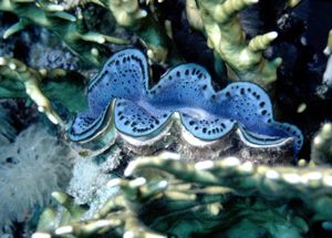 Giant Clam, Red Sea. by Peter Harris 
