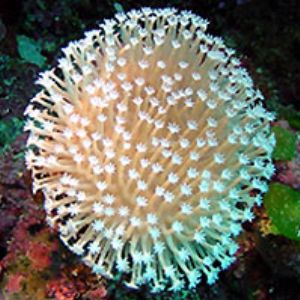 more soft coral=Palau by m. dalsaso 