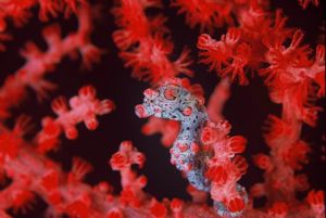 This seahorse is about the size of a small fingermail. It... by Fiona Ayerst 