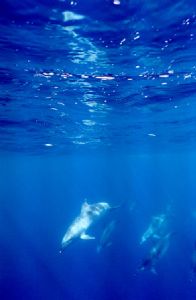 Dolphins (Stenella frontalis) in Pico, Azores. Taken with... by Joao Pedro Tojal Loia Soares Silva 