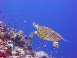 Sea Turtle - Taken on the ocean side reef of Kwajalein La... by Gerry Wolf 