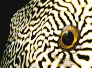 Box Puffer fish on a night dive.  This guy let get right ... by Tod M. Wolf 