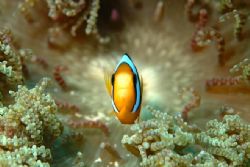 Clark's Clownfish. Similan Islands, Thailand. Fuji S1 Pro... by Bjorn Vang Jensen 