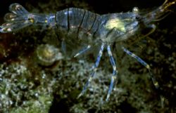 Black Sea shrimp "Palaemon elegance", Nikonos V, 28mm, ma... by Lyubomir Klissurov 