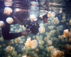 Jelly Fish Lake,  Palau...  Diver is taking macro shots w... by Claudia Goldsberry 