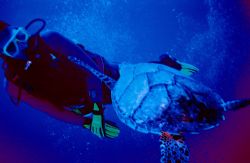 Freindly Turtle, Cozumel, Reefmaster RC, Built In Orange ... by John C Jeppson 