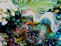 Giant Clam and Anemone.  Taken on the oceanside reef of K... by Gerry Wolf 