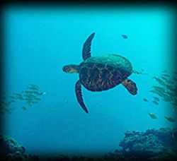 Turtle at 100ft by M. Dalsaso 