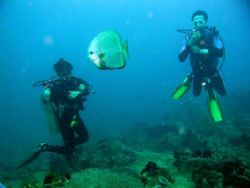 2 divers and a batfish, Anilao, Batangas, Philippines, Ol... by Luigi Abad Santos 