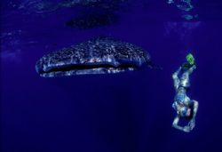 Whale shark surprise by Andrew Woodburn 