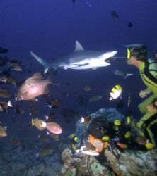 Shark Circus, Maldives, Housed Nikon F, 24mm Nikkor Lens by Rick Tegeler 
