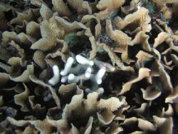 Coral in Roatan by Meredith Lynch 