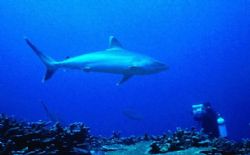 Silvertip Shark; Manus Island, PNG; Housed Nikon F, 24mm ... by Rick Tegeler 