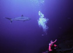 Always look over your shoulder!  Silvertip Shark; Manus, ... by Rick Tegeler 