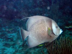 This Gray Angelfish photo was taken at about 50 feet in t... by Drew Fleeter 