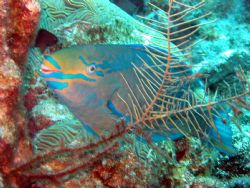 This queen parrotfish photo was taken in Grand Cayman at ... by Drew Fleeter 