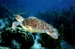 Turtle, Bonaire, Nikonos V by Mark Lloyd 