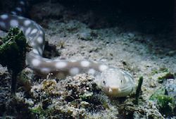 On a Cozumel night dive, this Sharp Tipped Eel posed for ... by Al Figley 