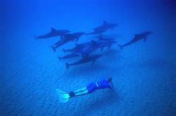 freediving with wild dolphins @ 15m in Mozambique. Natura... by Andrew Woodburn 