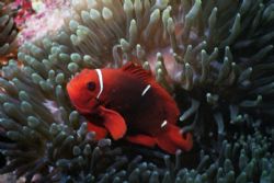 Clownfish, Ribbon Reef # 9 GBR Australia by Matthew Hull 