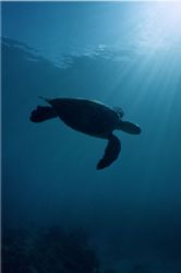 Soaring/green sea turtle Hawaii. Nikonos V, no strobe. by Andrew Jalbert 